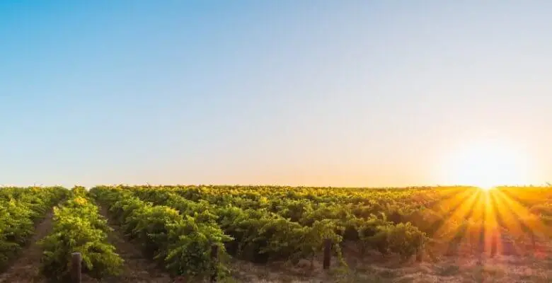 Barossa Valley